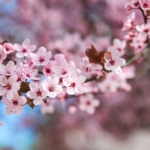 Cherry Blossoms