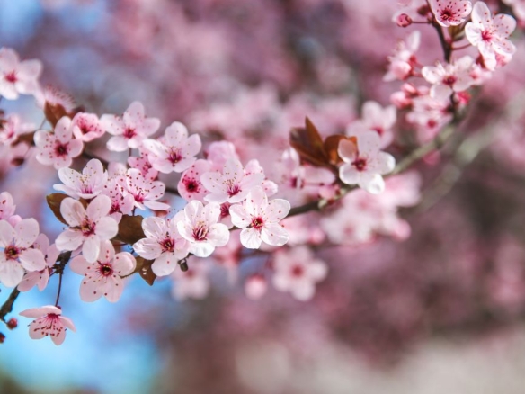 Cherry Blossoms
